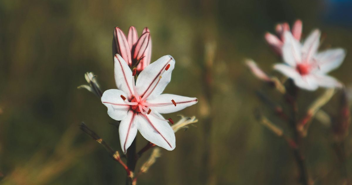 Fioritura Degli Asfodeli Sul Sentiero Del Biancone Escursione Guidata