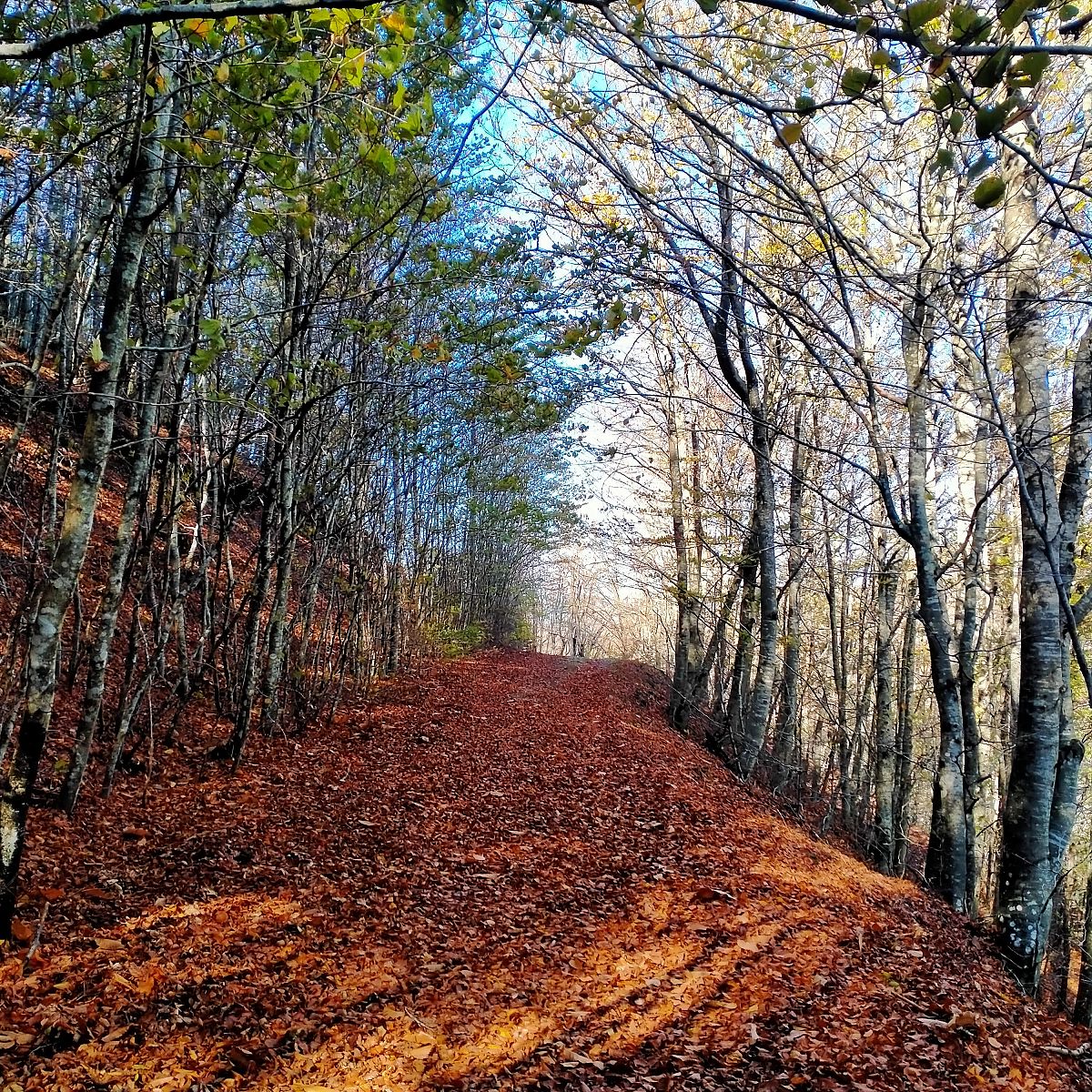 Viaggio a piedi guidato alla scoperta del foliage dell'Aquerino,
      Toscana