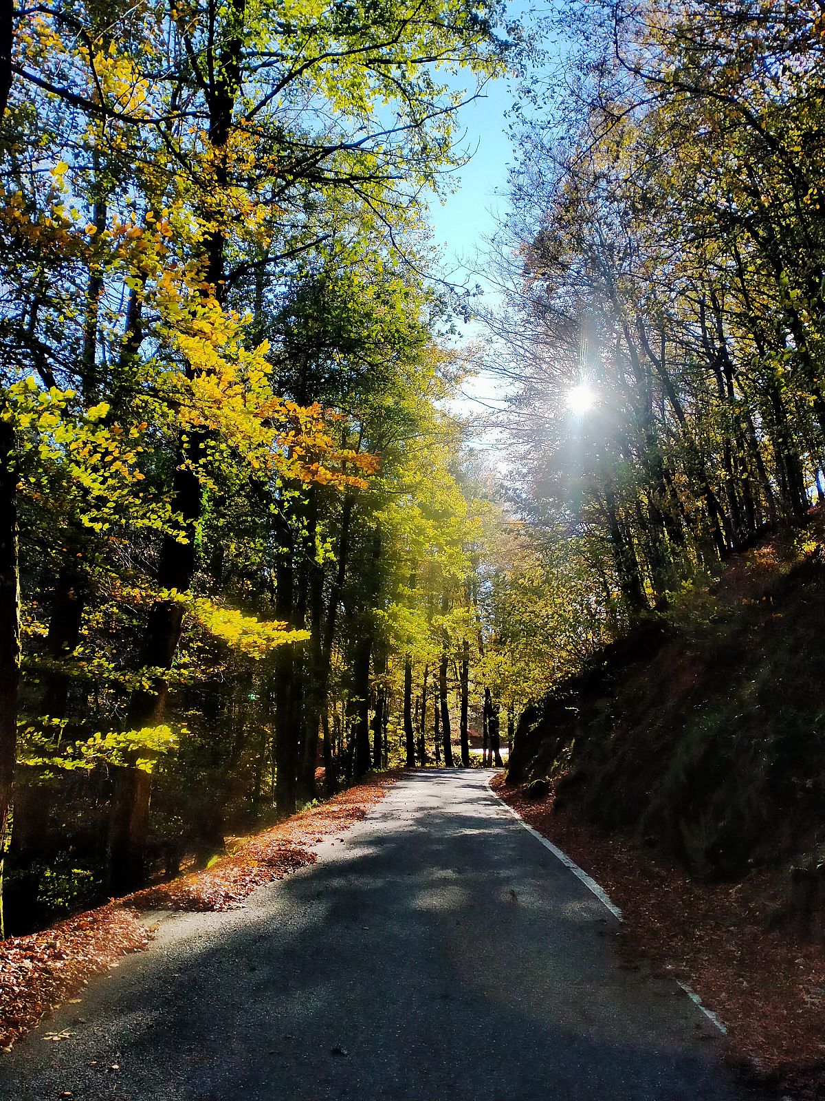 Gallery giorno 2
Foliage all'Acquerino Cantagallo
Toscana
trekking viaggio di più giorni a piedi