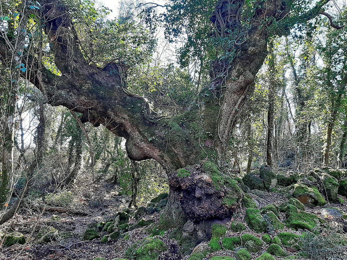 Escursione guidata nella Riserva Naturale Selva del Lamone,
      Lazio