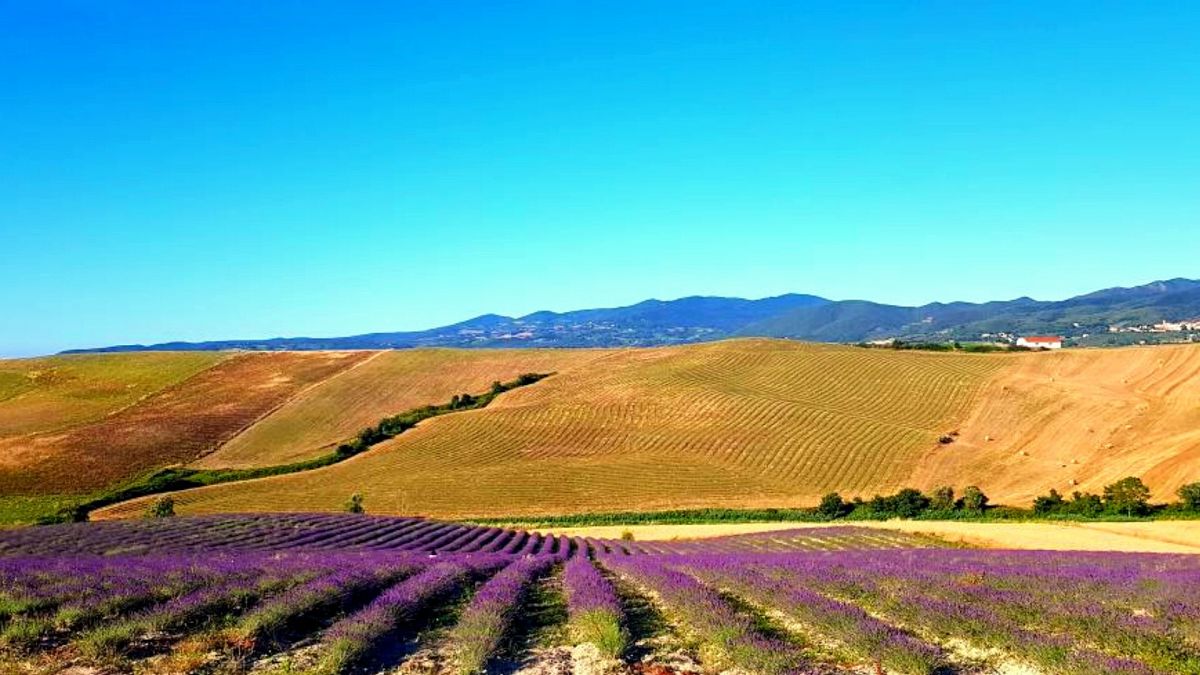 Escursione guidata in Toscana a Santa Luce per la fioritura della lavanda,
      Toscana