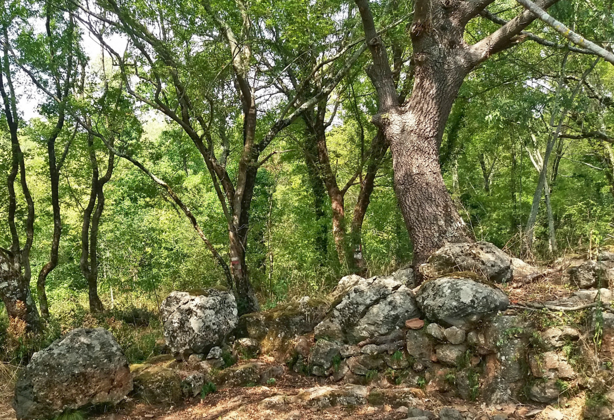 Escursione guidata nella Riserva Naturale Selva del Lamone,
      Lazio