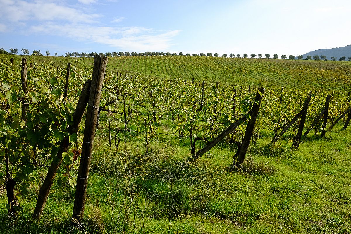 Escursione guidata nel Chianti,
      Toscana