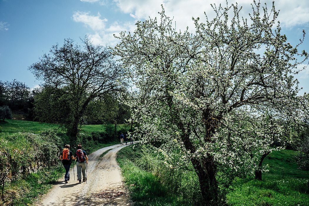 Val d'Ambra: Sogna, Rapale e l'incanto di Montalto
    Escursione giornaliera a piedi di gruppo
    Toscana