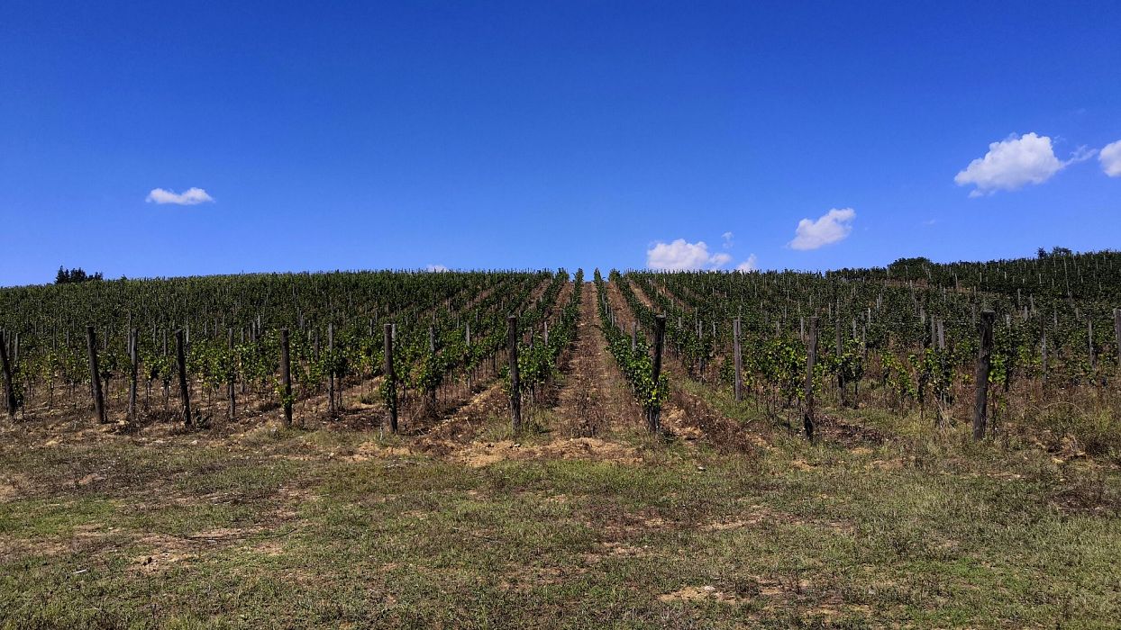 Andare a Sbronzo a Torcibrencoli
    Escursione giornaliera a piedi di gruppo
    Toscana