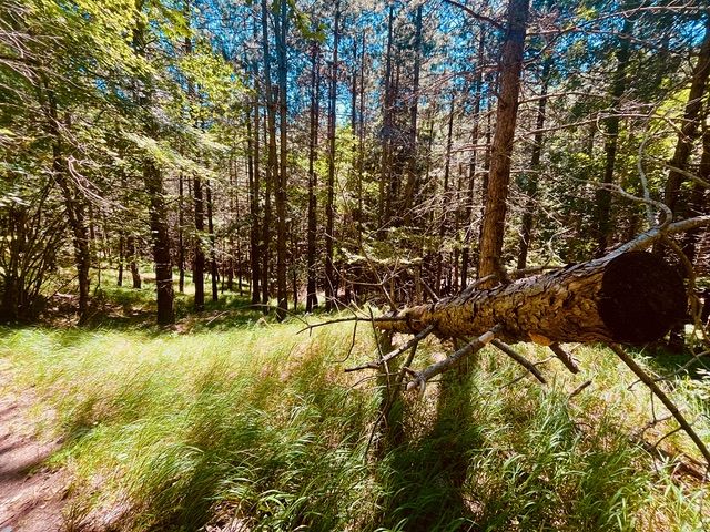 Forest Bathing Bagno di Romagna
    Escursione giornaliera a piedi di gruppo
    Emilia-Romagna