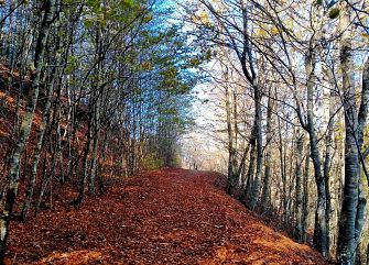 Viaggio di gruppo a piedi: Foliage all'Acquerino Cantagallo
Toscana trekking