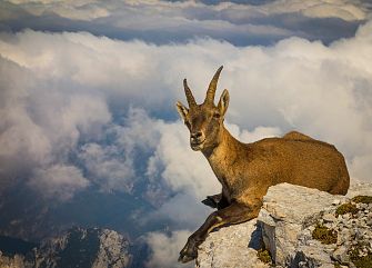 Viaggio di gruppo a piedi: Alpi Giulie: al confine orientale
Estero/Nessuna trekking