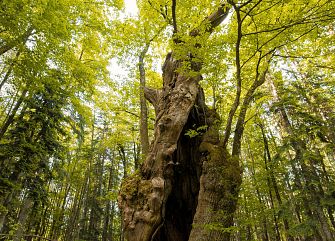 Viaggio di gruppo a piedi: IN-SPIRAL RETREAT A CAMALDOLI
Toscana trekking