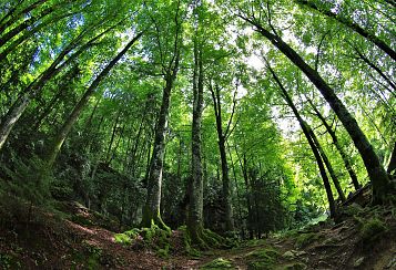 Trekking giornaliero in Toscana:
La Foresta di sant'Antonio, in gruppo a piedi