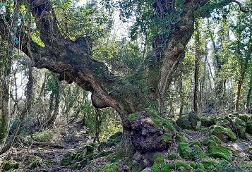 Trekking giornaliero in Lazio:
Selva del Lamone: tra leggende e realtà, in gruppo a piedi