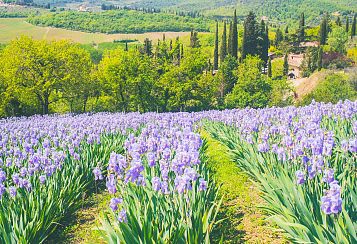 Trekking giornaliero in Toscana: La fioritura del Giaggiolo, in gruppo a piedi