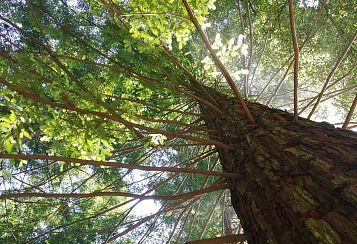 Trekking giornaliero in Toscana:
Sequoie di Sammezzano, in gruppo a piedi