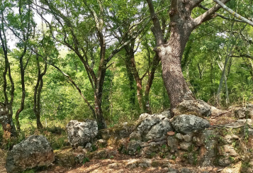 Trekking giornaliero in Lazio:
Selva del Lamone: tra leggende e realtà, in gruppo a piedi