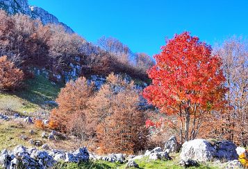 Trekking giornaliero in Lazio:
Foliage al Rifugio La Vecchia, in gruppo a piedi