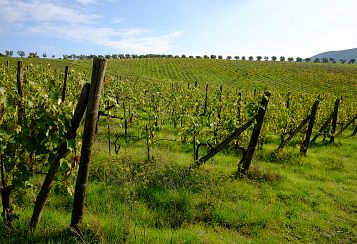 Trekking giornaliero in Toscana:
Andare a Sbronzo a Torcibrencoli, in gruppo a piedi