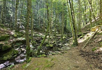 Trekking giornaliero in Toscana:
Trekking Esperienziale: Il Canto degli Alberi, in gruppo a piedi